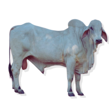 <ul><li><p>Beef or draft</p></li><li><p>India</p></li><li><p>Long legs, heat-resistant, used in crossbreeding</p></li></ul><p></p>