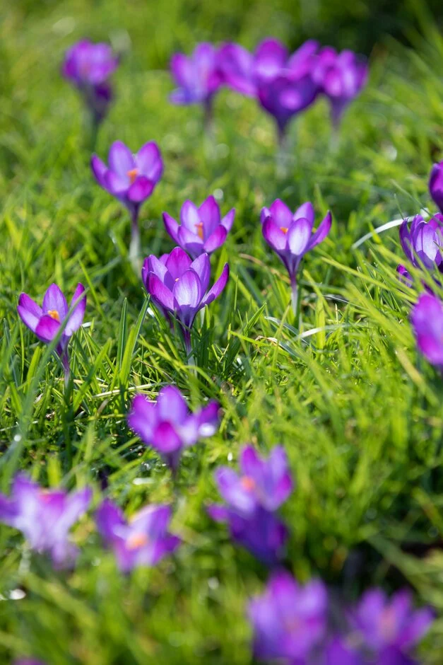 <p>Crocus tommasinianus</p>