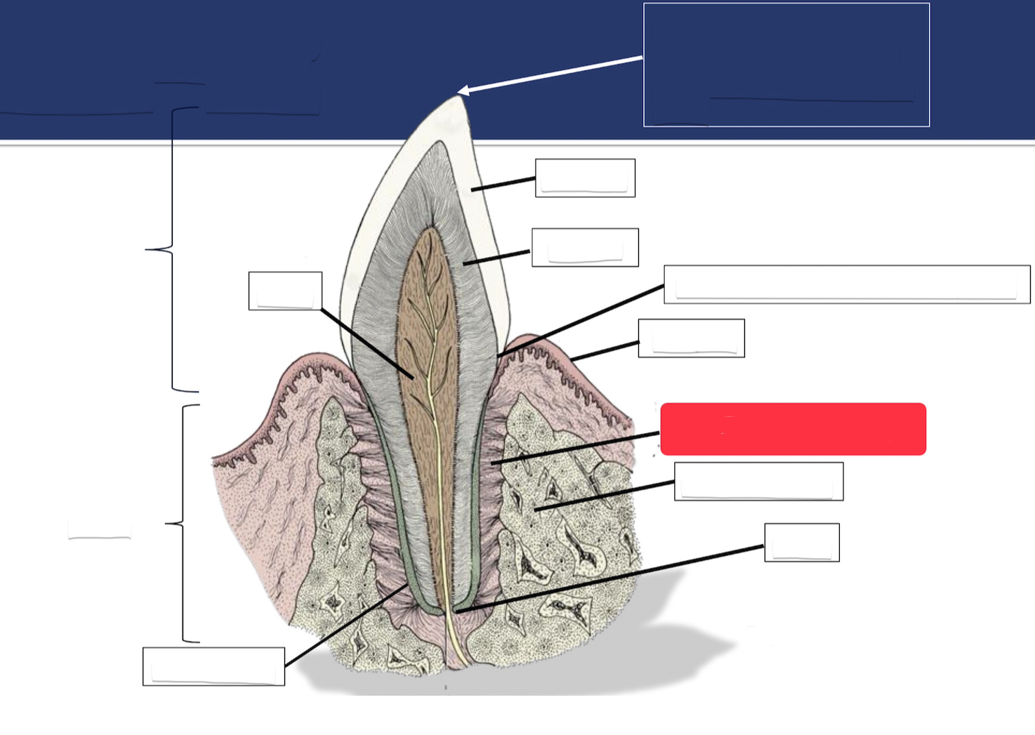 <p>Label this part of the tooth.</p>