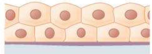 <p>What type of tissue is this?</p>