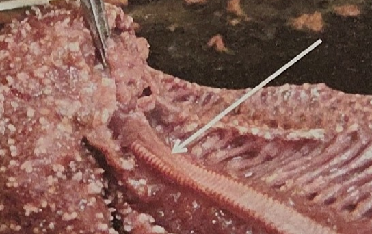 <p>what is this on the sea star</p>