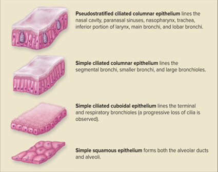 <p>Layer of epithelial cells between the mucus lining and basement membrane in respiratory mucosa.</p><ul><li><p>Progressively becomes thinner from the nasal cavity to the alveoli</p><ul><li><p>Pseudostratified Ciliated Columnar Epithelium lines the </p><ul><li><p>Nasal Cavity</p></li><li><p>Paranasal Sinuses </p></li><li><p>Nasopharynx </p></li><li><p>Trachea </p></li><li><p>Inferior Portion of Larynx </p></li><li><p>Main Bronchi </p></li><li><p>Lobar Bronchi </p></li></ul></li><li><p>Simple Ciliated Columnar Epithelium lines the</p><ul><li><p>Segmental Bronchi</p></li><li><p>Smaller Bronchi</p></li><li><p>Large Bronchioles </p></li></ul></li><li><p>Simple Ciliated Cuboidal Epithelium lines the </p><ul><li><p>Terminal Bronchioles </p></li><li><p>Respiratory Bronchioles </p></li></ul></li><li><p>Simple Squamous Epithelium lines the</p><ul><li><p>Alveolar Ducts</p></li><li><p>Alveoli</p></li></ul></li><li><p>Stratified Squamous Epithelium is found in high abrasion areas </p><ul><li><p>Osopharynx </p></li><li><p>Laryngopharynx </p></li><li><p>Vocal Cords</p></li><li><p>Superior Portion of the Larynx </p></li></ul></li></ul></li></ul><p></p>