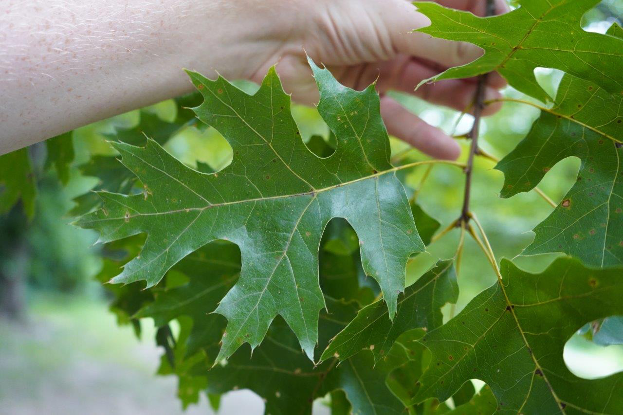 <p>Bark: ski trails don’t go all the way to the bottom</p><p>Leaf: pointed lobes, with deep rounded sinuses</p><p>Fruit: “pixie hat” covers half of nut; tip of the acorn may have concentric rings, cap looks like Hershey’s kiss</p>