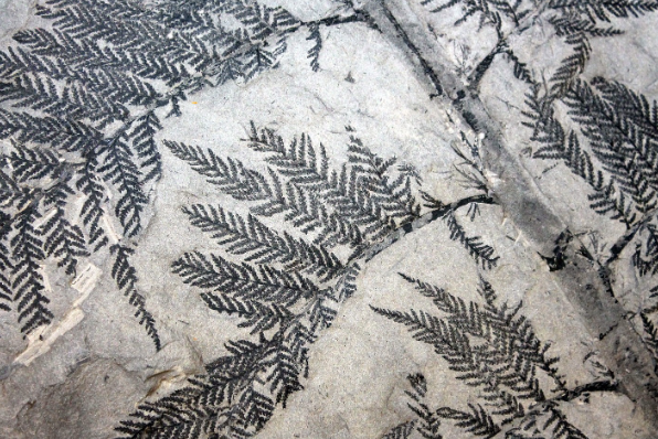 <p>What kind of fossilization is this?</p>