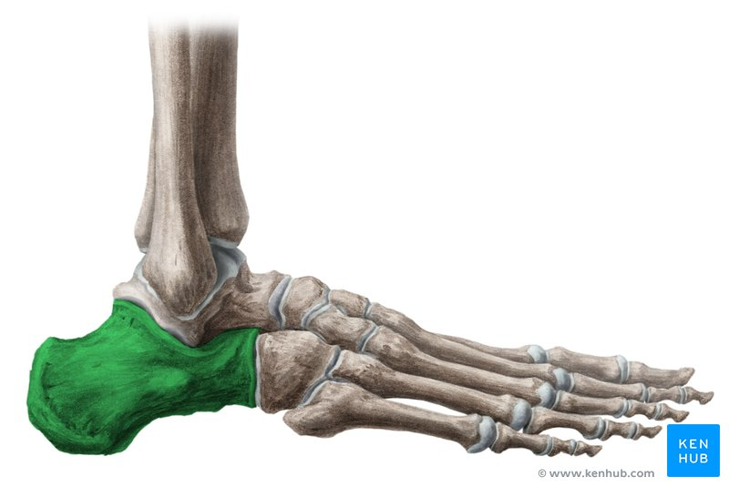 <p>the heel bone (one of the tarsals)</p>