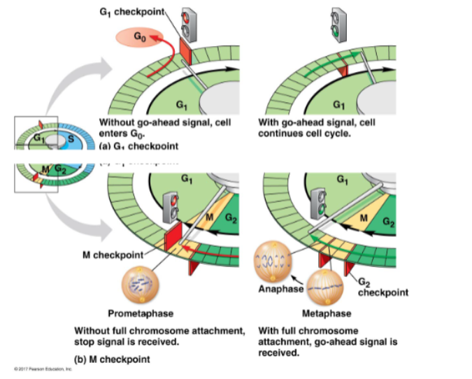 <ul><li><p>G1 checkpoints:</p><ul><li><p>is the DNA undamaged?</p></li><li><p>is cell size and nutrition ok?</p></li><li><p>appropriate signals present?</p><ul><li><p>if not — may exit to G0</p></li></ul></li></ul></li><li><p>M checkpoints:</p><ul><li><p>are all chromosomes attached to spindles</p></li></ul></li></ul><p></p>