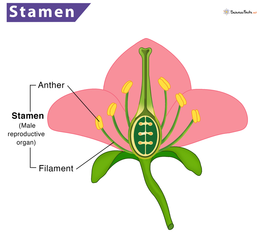 <p>Stamen</p>