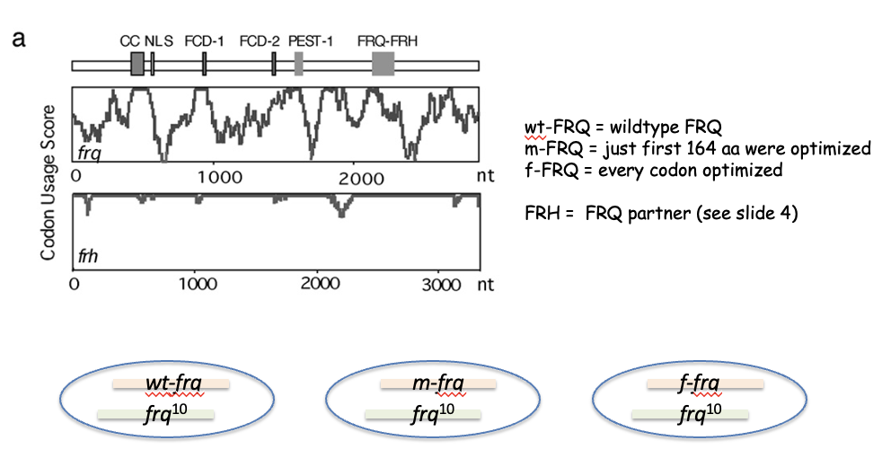 <p><span style="font-family: "Comic Sans MS";">wt-FRQ = wildtype FRQ</span></p><p style="text-align: left;"><span style="font-family: "Comic Sans MS";">m-FRQ = just first 164 aa were optimized</span></p><p style="text-align: left;"><span style="font-family: "Comic Sans MS";">f-FRQ = every codon optimized</span></p><p style="text-align: left;"></p><p style="text-align: left;"><span style="font-family: "Comic Sans MS";">FRH =&nbsp; FRQ partner (see slide 4)</span></p>