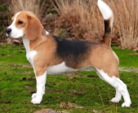 <p>welk type hond is dit</p>