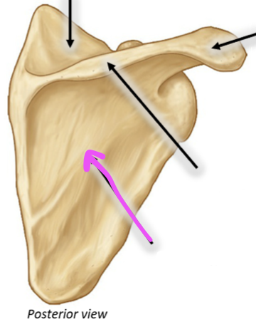 <p>ID structure </p>