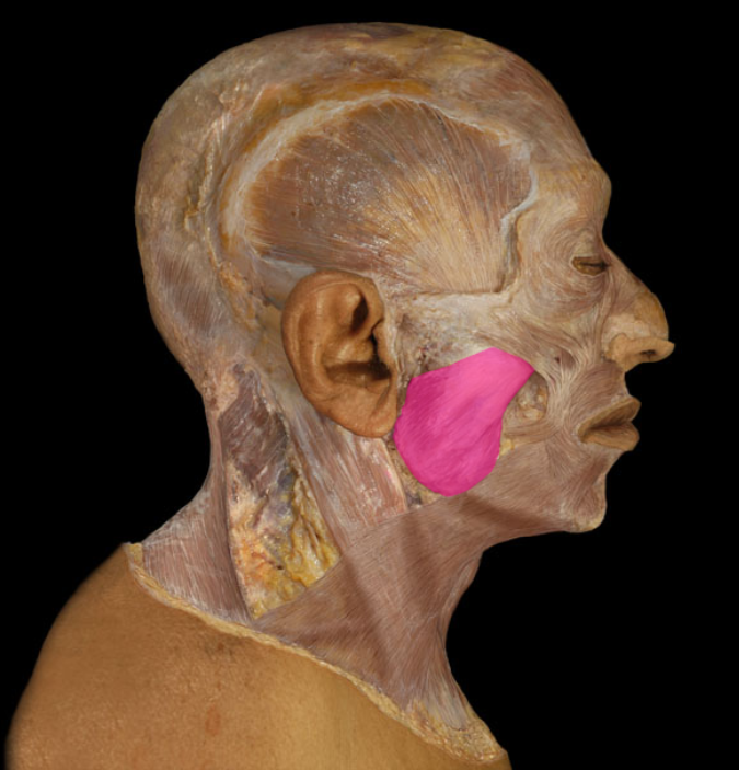<p>action: elevates mandible (mastication, i.e., chewing)</p>