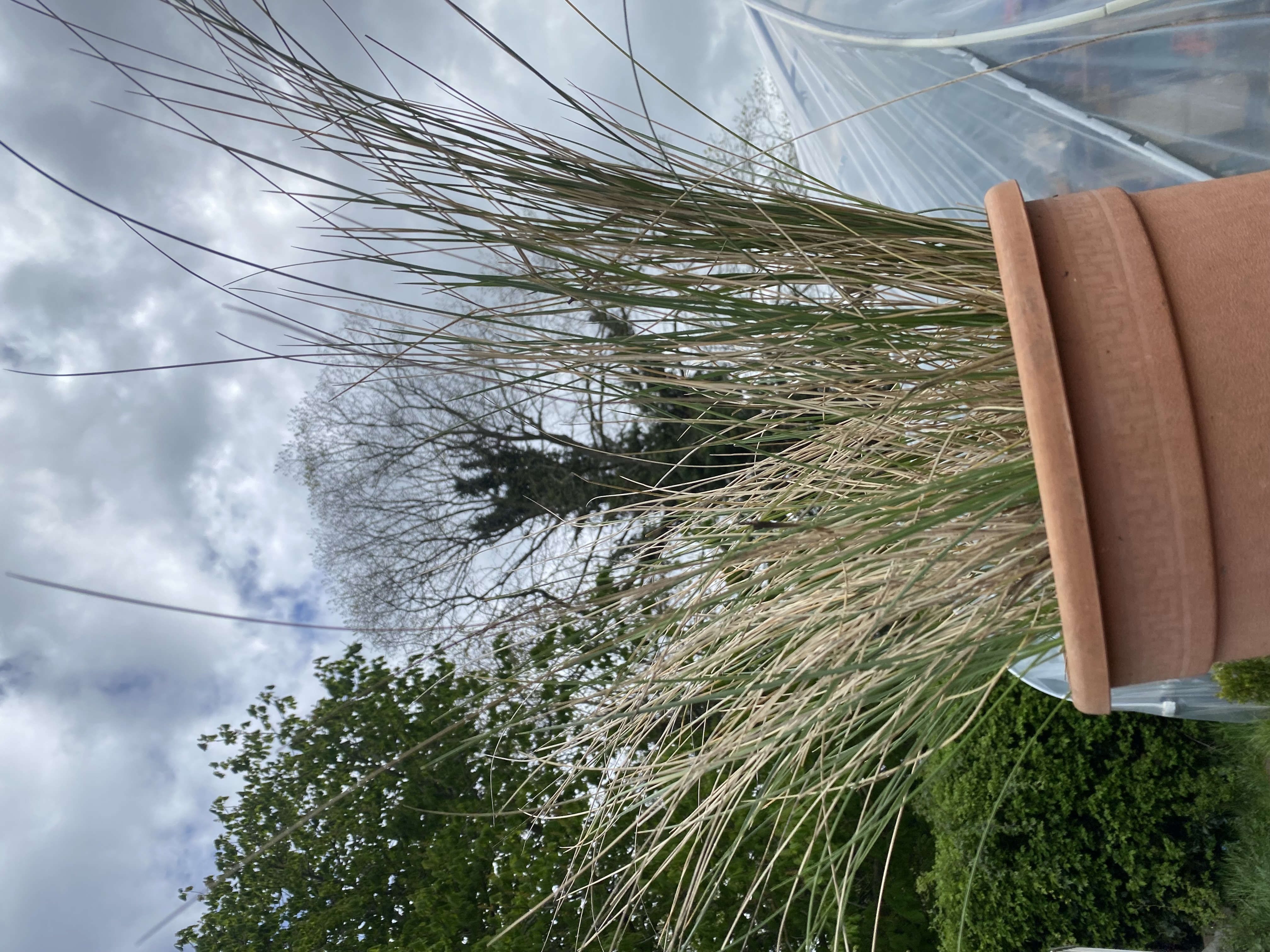 <p><span><em>Stipa</em> <em>gigantea</em>: deciduous, evergreen or what?</span></p>