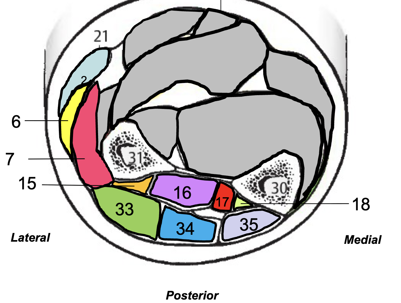 <p>Label cross-section of middle forearm</p>
