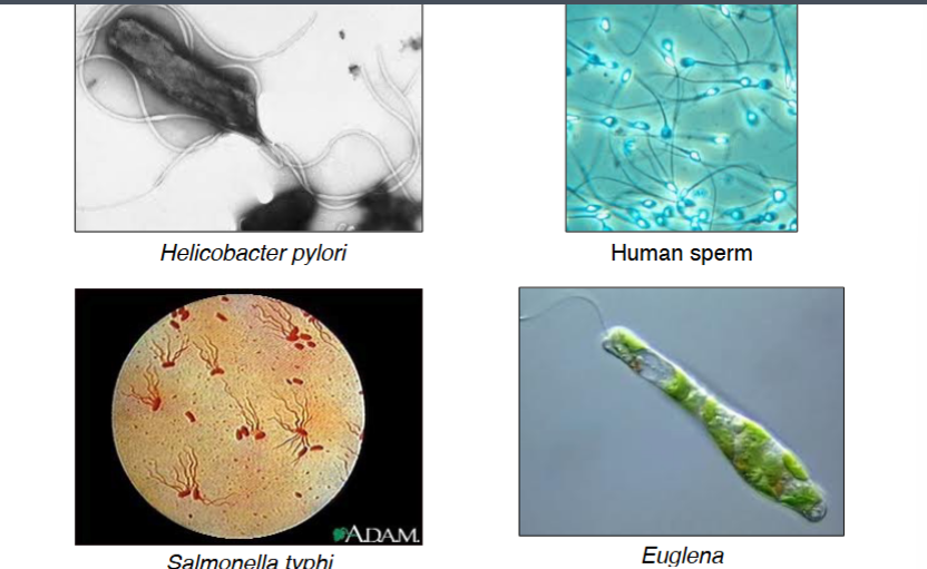 <p><span style="background-color: transparent;"><strong>Flagella: Same Name, Different Structures</strong></span></p>