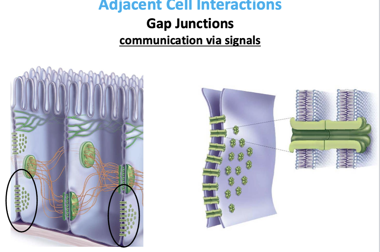 <p>gap junctions are channels between 2 membranes</p><ul><li><p>allow connections between cytoplasms </p></li></ul><p></p>