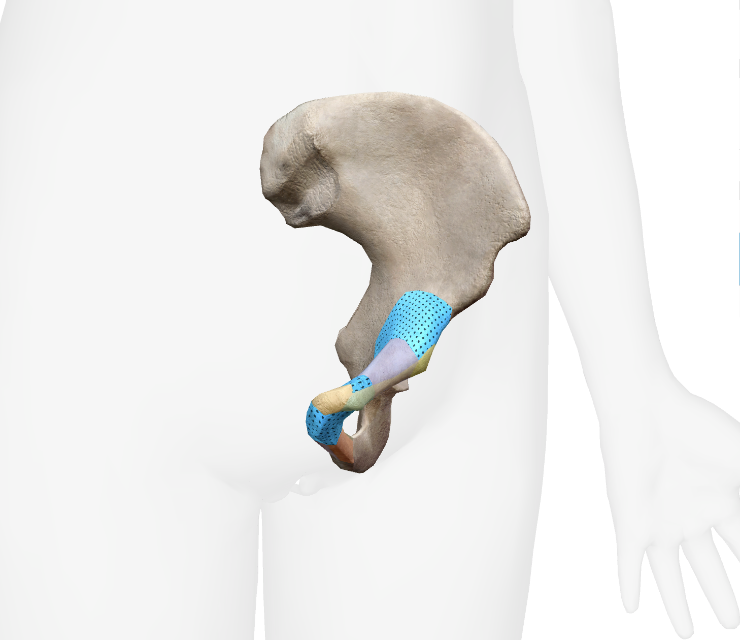 <p>What is this part of the pubis</p>