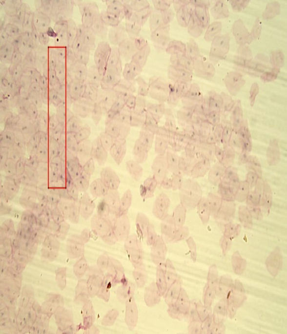 term image