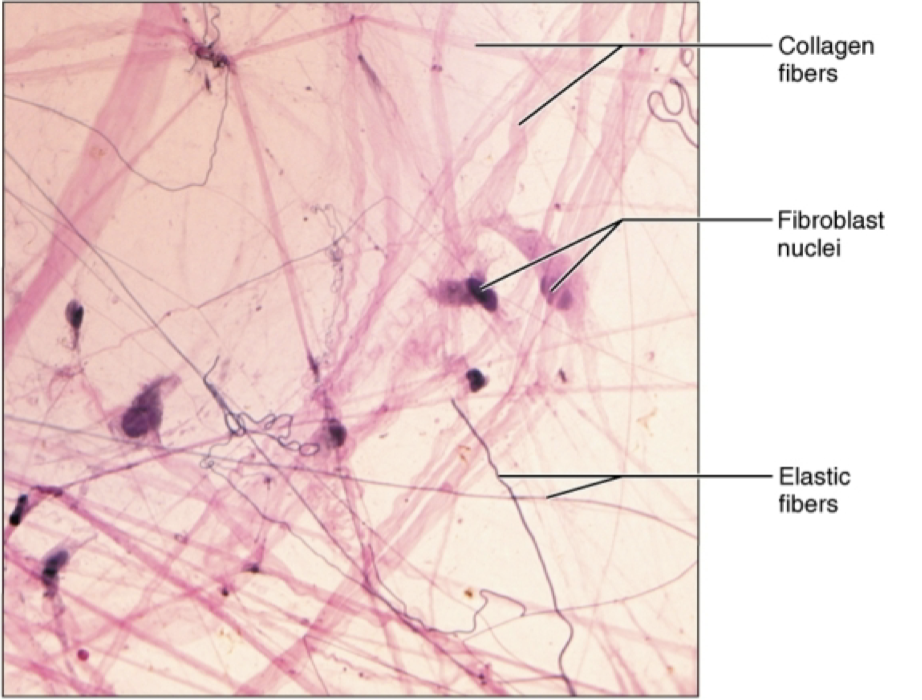 <ul><li><p>Location: Widely distributed under epithelia of body. packages organs and surrounds capillaries.</p></li><li><p>function: wraps and cushions organs, plays a role in inflammation.</p></li></ul><p></p>