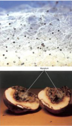 <p><mark data-color="yellow" style="background-color: yellow; color: inherit;">Filamentous, multicellular fungi containing</mark> <strong><mark data-color="purple" style="background-color: purple; color: inherit;">hypa</mark></strong> (plural: hyphae): <mark data-color="yellow" style="background-color: yellow; color: inherit;">microscopic filament of mold that branches and twists to form </mark><strong><mark data-color="yellow" style="background-color: yellow; color: inherit;">mycelium</mark></strong></p><ul><li><p>single celled reproductive spore (<strong>sporangium</strong>) germinates and develops in hyphae </p></li></ul><p></p>