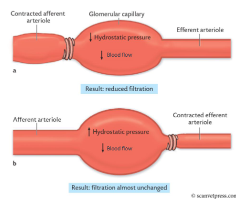 <p>Constriction of the <span style="color: purple;">afferent </span>arterioles d<span style="color: purple;">ecreases blood flow</span> and <span style="color: purple;">decreases hydrostatic pressure.</span> → Therefore, <span style="color: purple;">GFR is reduced</span></p><p></p><p>Constriction of the <span style="color: purple;">efferent </span>arterioles also d<span style="color: purple;">ecreases blood flow </span>but<span style="color: purple;"> increases hydrostatic pressure.</span></p><p>• <span style="color: purple;">GFR remains almost unchanged</span> as the decreased blood flow has an <span style="color: purple;">opposing effect to the increase in hydrostatic pressure</span></p>