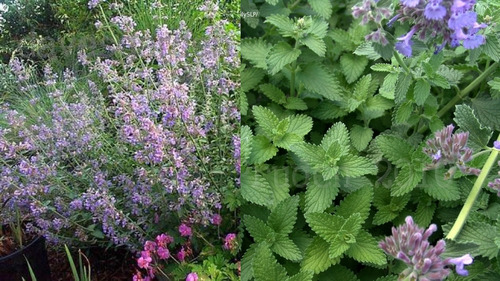<p>Catmint</p>