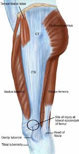 <p>Long muscle that starts at the pelvis and ends at the knee; it does abduction, flexion, extension, lateral and external rotation</p>