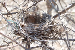 <p>A small twig home built by birds to hold their eggs is a _____.</p>
