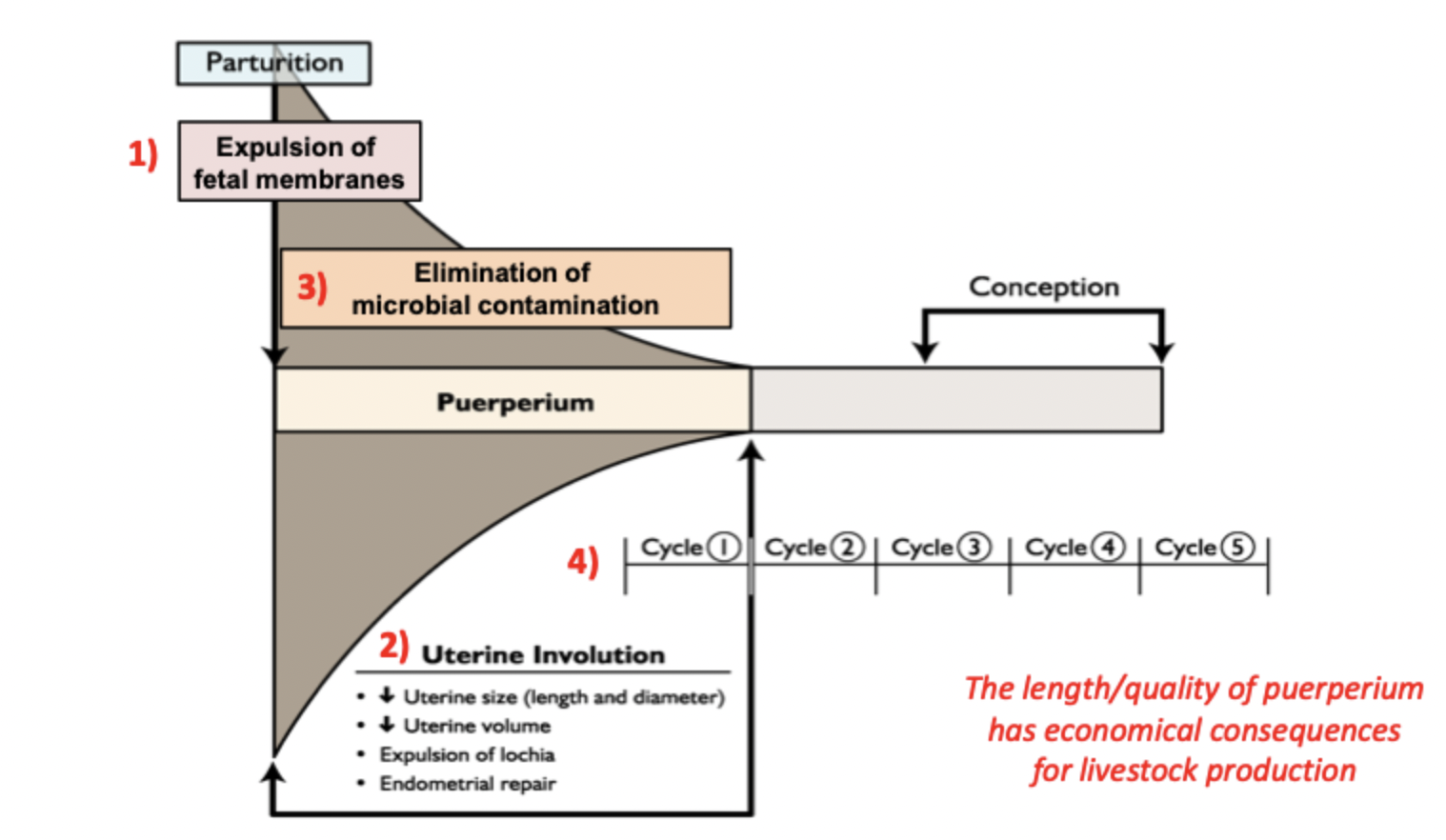 <ol><li><p>Expulsion fetal membrane and lochia </p></li><li><p>uterine involution and endometrial repair </p></li><li><p>Elimination of microbial contamination of reproductive tract </p></li><li><p>Resumption of regular ovarian function and estrous cyclicity  </p></li></ol><p></p>