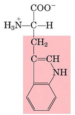 <p>bi-cyclic indole ring, NH group has a pKa of 16-17</p>