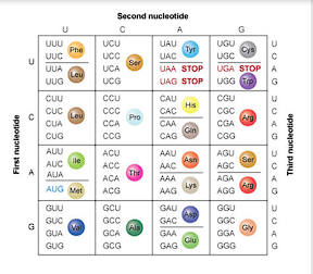 <p>Set of three nucleotides that codes for a particular amino acid</p>