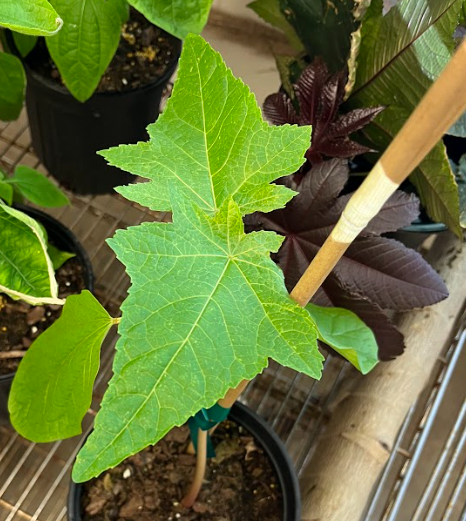 <ul><li><p>alternate arrangement</p></li><li><p>toxic plant</p></li><li><p>leaf is similar to papaya</p></li></ul><p></p>