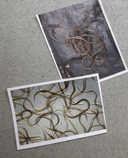 <p>Phylum Nematoda </p>
