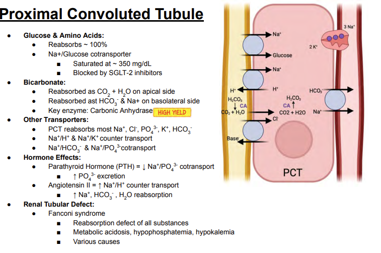 <p>Answer: Carbon dioxide and water.</p><p>Extra Information:</p><ul><li><p>The slide contrasts this with basolateral transport as bicarbonate and sodium.</p></li></ul><p>The <strong>apical side</strong> of a nephron cell faces the inside lumen containing urine, while the <strong>basal (basolateral) side</strong> faces the outer interstitial fluid and blood vessels</p>