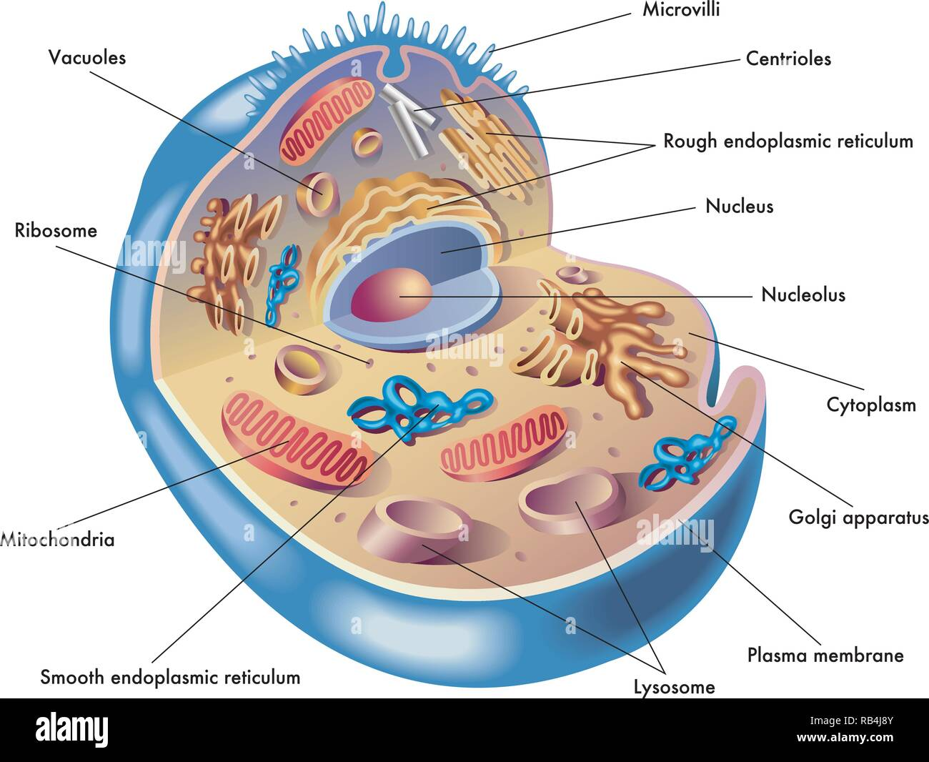 <p>finger-shaped extensions of plasma membrane. increases surface area + enhances nutrient absorption. anchored by microfilaments. (on OUTSIDE of membrane - top of image)</p>