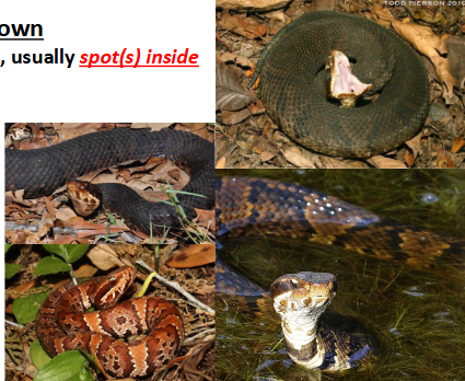 <p>Family: Crotalidae</p><p>Location: SE KS</p><p>ID: <span style="font-size: calc(var(--scale-factor)*23.79px);">Back: Variable, adults: frequently dark olive/brown; </span><span>Belly: White some black introgression; single anal plate; keeled scales; angular head with dark eye stripe w/ white border</span></p><p><span>Life/History: venomous; male combat bigger males; juveniles caudal lure; defensive display with mouth; nocturnal opportunist</span></p>