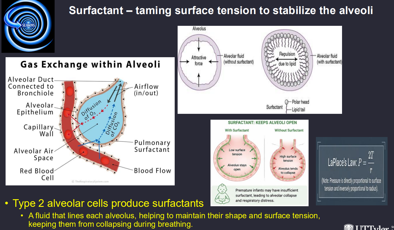 <p>Answer: Type II pneumocytes produce surfactant, which lowers alveolar surface tension, increases compliance, and reduces the tendency of alveoli to collapse.</p>
<p>Extra Information:</p>
<ul>
<li>Surfactant is especially important for smaller alveolar units.</li>
</ul>
<p>Source: B6LG1 slides 16–17 | First Aid Clinical Pattern Recognition (2022) p. 441</p>