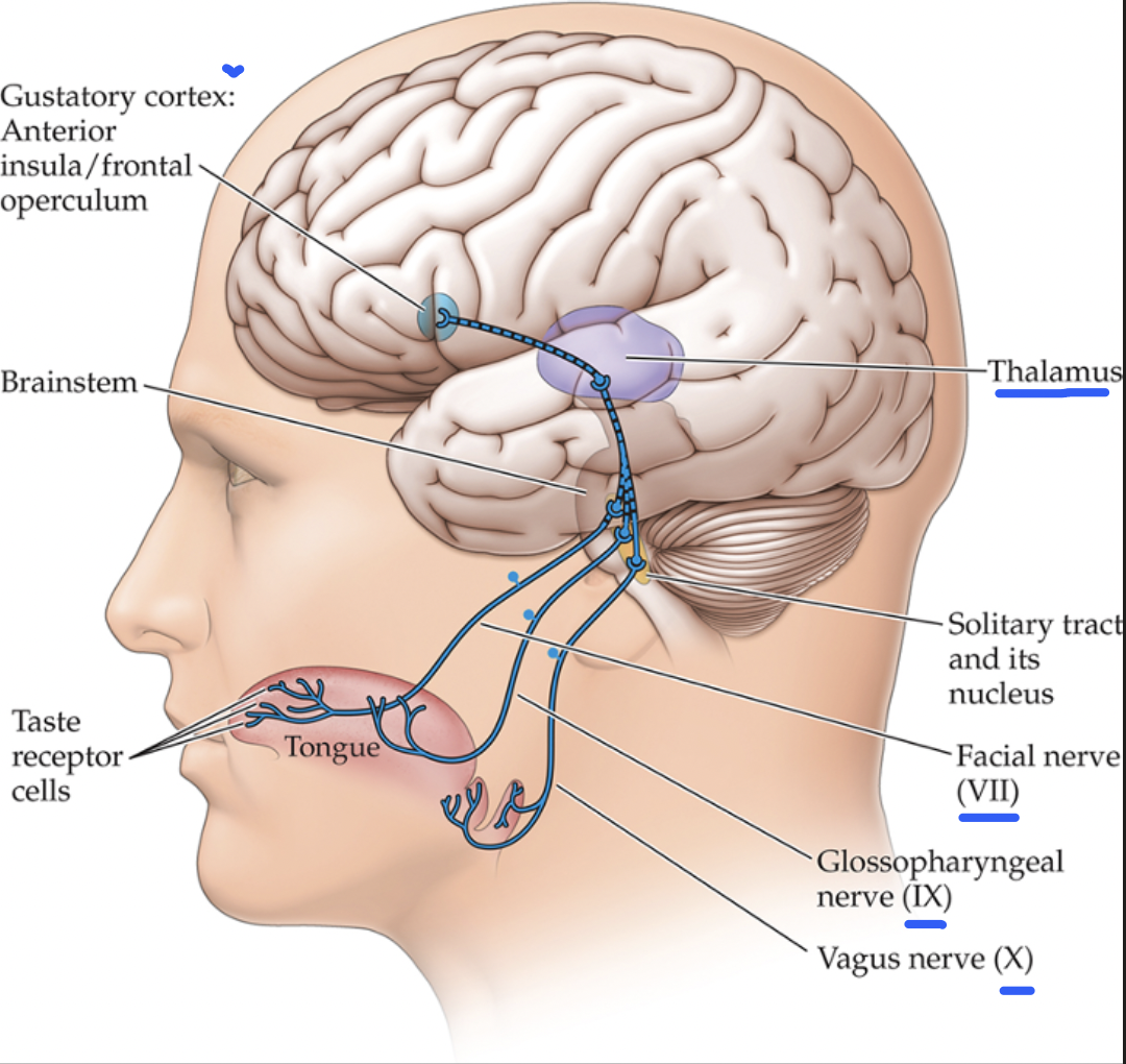 <ol><li><p>Taste cells transmit information through 3 cranial nerves which travel directly to the brainstem</p></li><li><p>The brainstem then sends information to the gustatory thalamus, to the gustatory cortex which lives in the insula </p></li></ol><p></p>