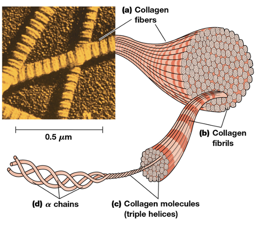 <ul><li><p>Collagens are responsible for the <strong>strength of the extracellular matrix</strong></p></li><li><p>The most abundant ECM component in animals is<strong> a family of closely related collagens</strong>, which form fibers with high tensile strength</p></li><li><p>Collage fibers are visible in the <strong>ECM under scanning electron microscopy (EM)</strong></p></li><li><p>The fibers are enormously strong and are composed of numerous fibrils</p></li><li><p>Each fibril is made of <strong>many collagen molecules, each composed of a 3 (a) chains twisted into a helix</strong></p></li></ul><p></p>