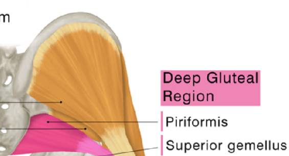 <p>Piriformis distal attachment </p>