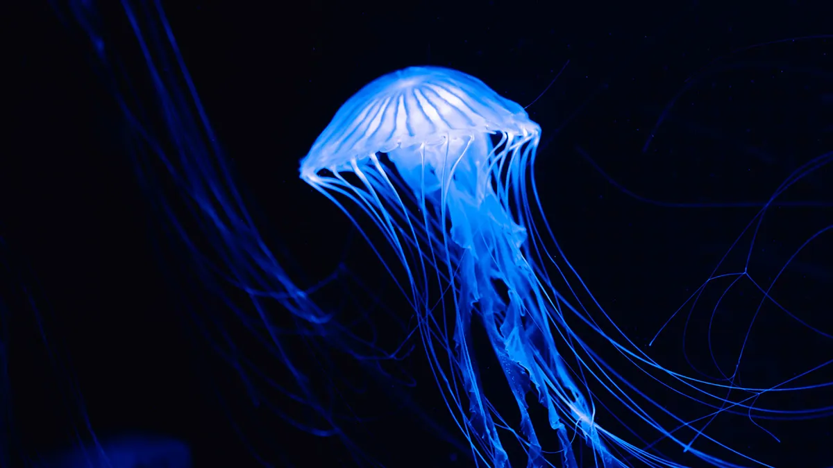 <p>a swarm of jellyfish</p>
