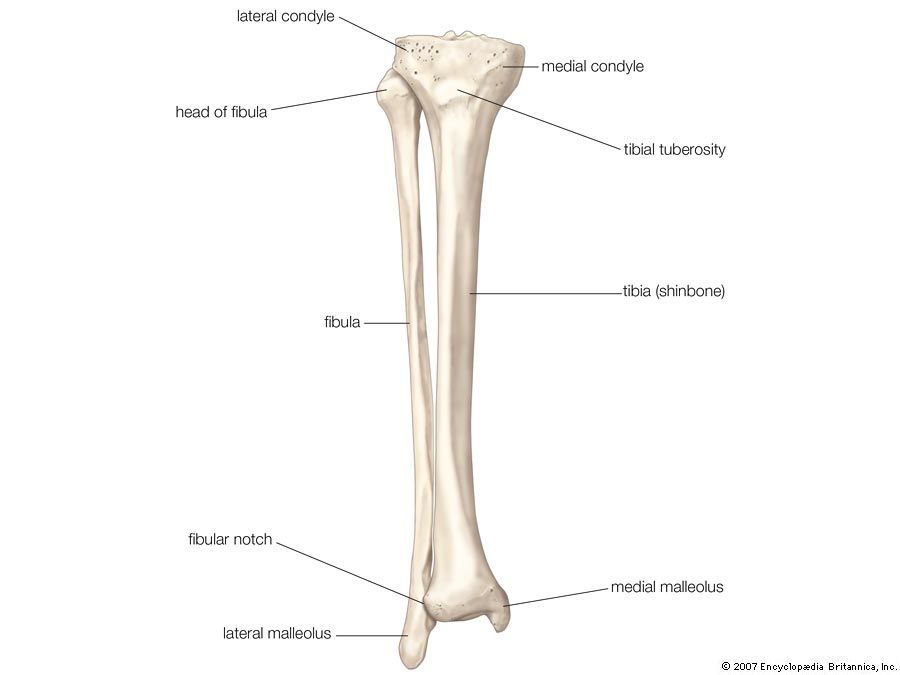 <p>thin bone on lateral side of the leg</p>