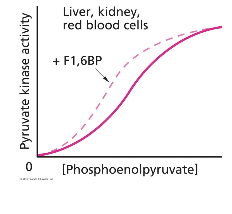 <p>Graph: sigmoidal (PEP is a homoallosteric activator of pyruvate kinase)</p><p>With F,-1,6-BP: allosteric activator → increases F6P affinity, graph shifts left</p>