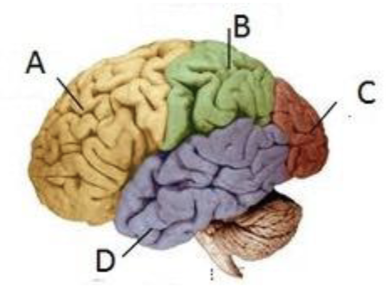 <p>name of C</p>