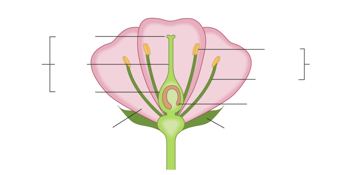 <p>Label the parts of this <span>insect-pollinated flower</span></p>