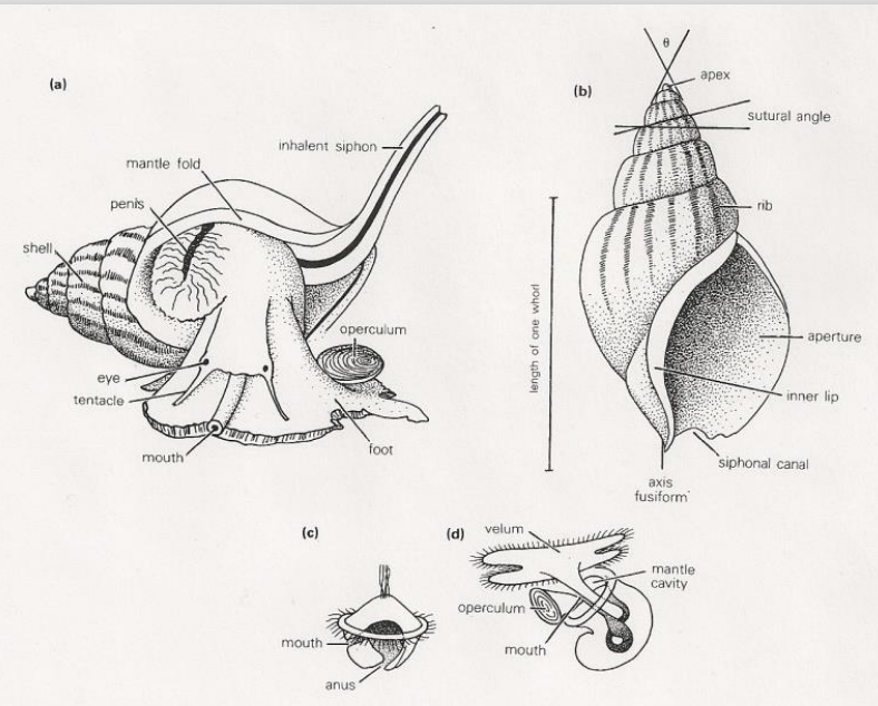 <p>Cambrian - Recent (541- 0 Ma)</p><p>Snails, slugs, pteropods (pelagic marine/floats around marine gastropods)</p><p>Aperture = opening of the shell</p><p>Apex = tip of the shell, oldest part</p><p>Body chamber = the largest and final part of the shell</p><p>Columella = central pillar</p><p>Dextral = right-handed shell coil, when the apex is up and aperture is on the right</p><p>Operculum = plate attached to the foot, used to seal the aperture</p><p>Rostrum = snout-like extension of the head</p><p>Shell = most with coiled, unchambered shell (most aragonite</p><p>Sinistral = left-handed shell coil, when apex is up, the aperture is on the left</p><p>Siphonal neck = tubular extension of aperture</p><p>Suture = the spiral line of contact where successive whorls meet</p><p>Whorl = 360 degree rotation of shell</p><p>Possess a true head, confluent with body, with eyes and tentacles</p><p>Soft anatomy is bilaterally symmetrical</p><p>Future = line of contract between whorls</p><p>May have operculum: chitinous or aragonite ‘trap door’ for aperture</p>