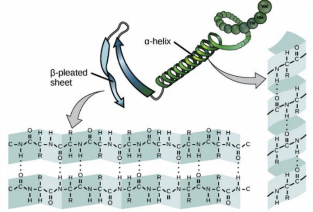 <p><span style="background-color: transparent;">Vätebindningar som bildas mellan syret i karbonylgruppen (C=O) och väteatomen i N–H-gruppen i proteinets ryggrad.&nbsp;</span></p><p>Vätebindningar är svaga och inte kovalenta och bildas pga attraktion mellan små laddningsskillnader.</p>