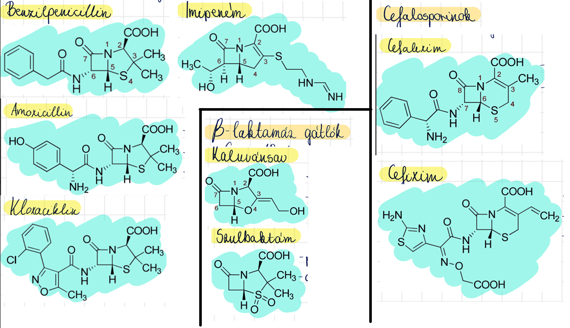 <p>benzilpenicillin <br>amoxicillin (Ospamox) <br>kloxacillin <br>imipeném <br>szulbaktám <br>klavulánsav <br>cefalexin (Pyassan) <br>cefixim (Suprax) </p>