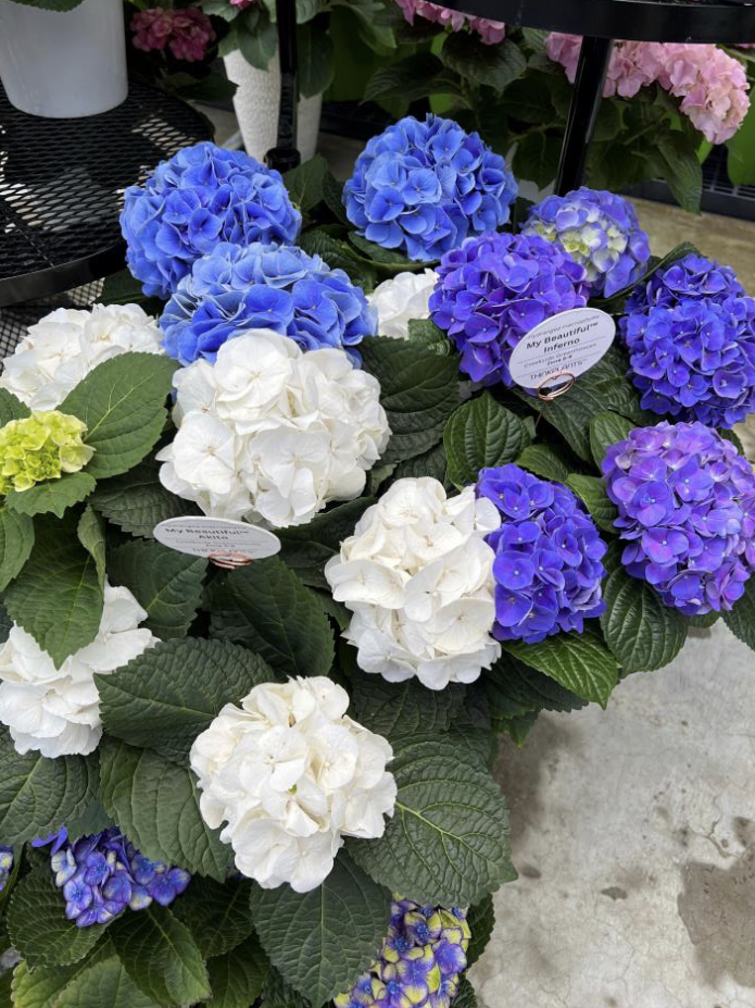 <p>Species name: Hydrangea macrophylla</p><p>Common Name: Bigleaf Hydrangea</p><p>Family: Hydrangaceae</p>
