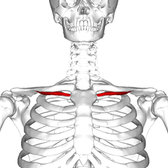 <p>Identify the structure</p>