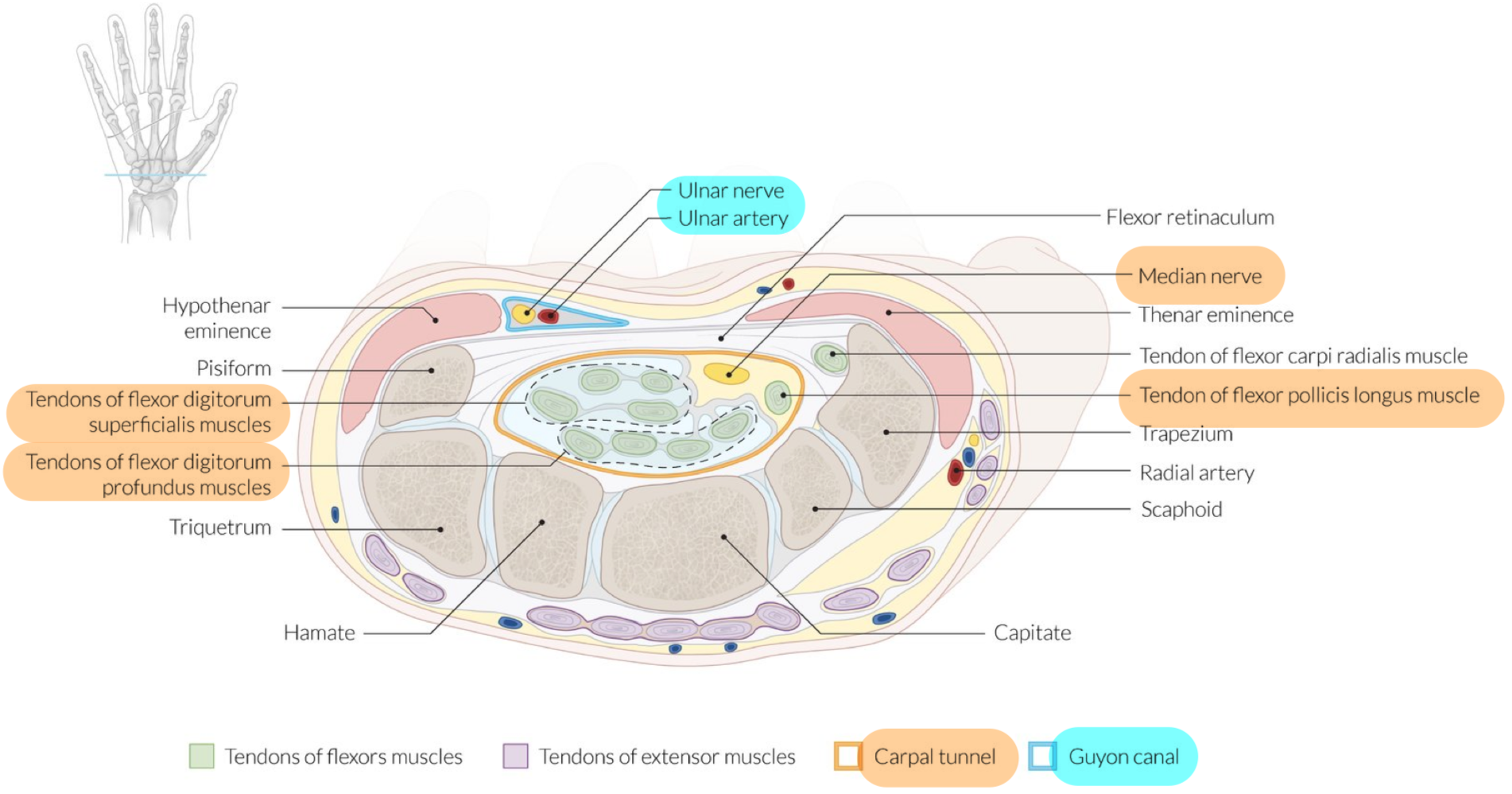 <p>Passage for ulnar nerve + artery</p><p>Borders:</p><ul><li><p>Medial: Pisiform</p></li><li><p>Lateral: Hamate</p></li><li><p>Superior: Palmar carpal ligament</p></li><li><p>Inferior: Flexor retinaculum + hypothenar muscles</p></li></ul><p></p>